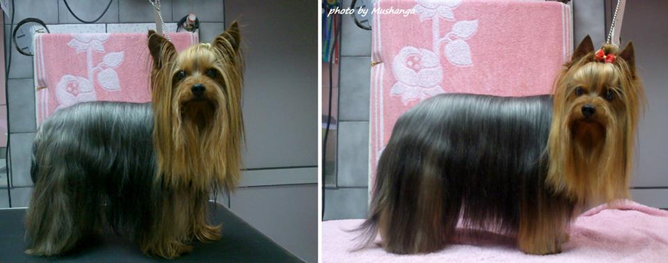 Yorkshire Terrier Strzyzenie Psow