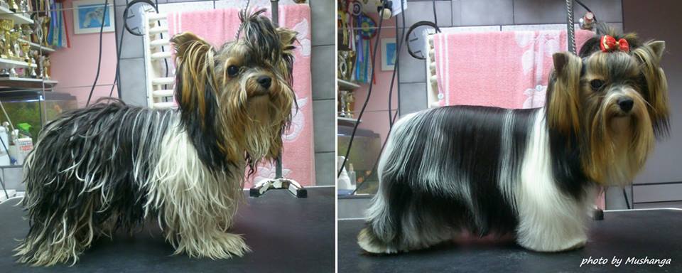 Biewer Yorkshire Terrier Strzyzenie Psow