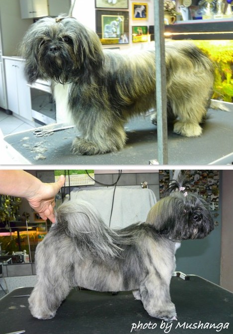 Shih Tzu Strzyzenie Psow