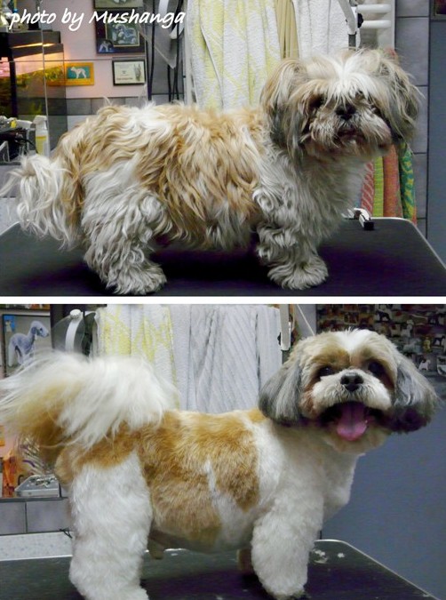 Shih Tzu Strzyzenie Psow