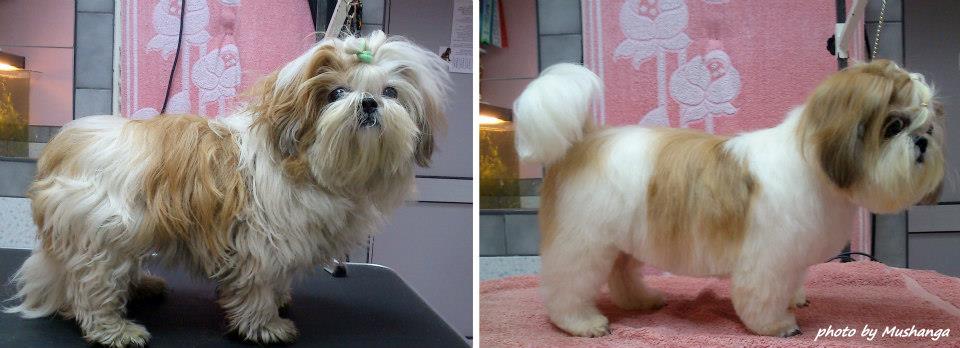 Shih Tzu Strzyzenie Psow