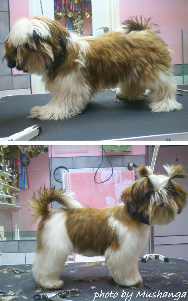 Shih Tzu Strzyzenie Psow