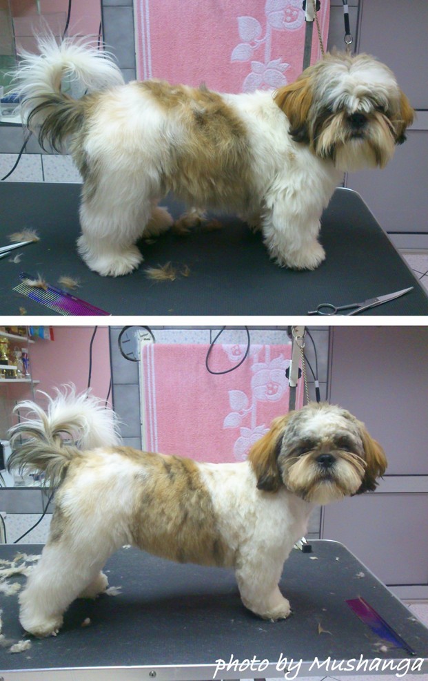 Shih Tzu Strzyzenie Psow