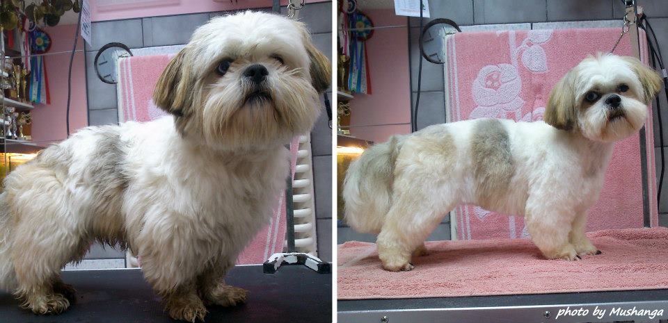 Shih Tzu Strzyzenie Psow