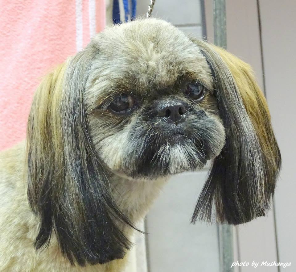 Shih Tzu Strzyzenie Psow