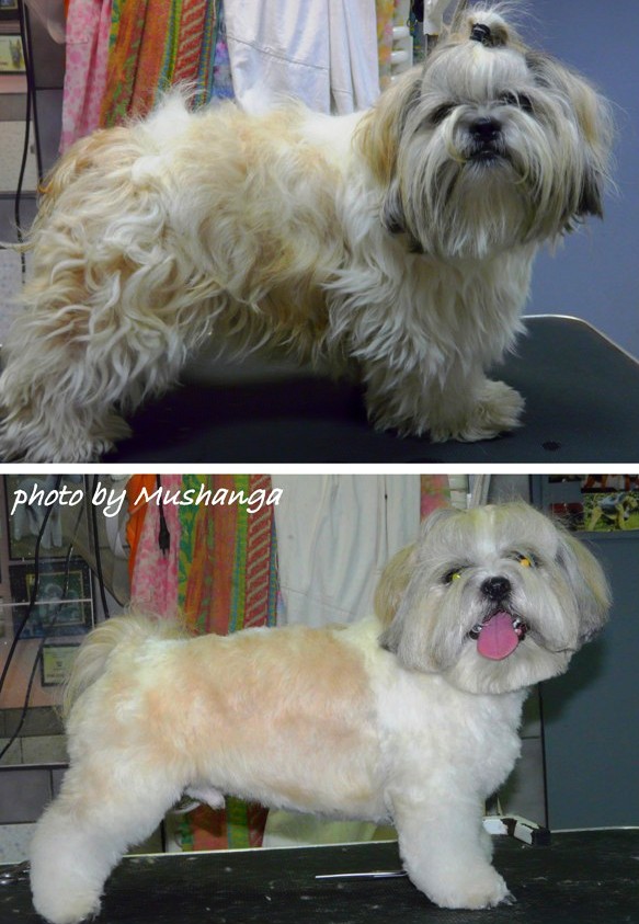 Shih Tzu Strzyzenie Psow