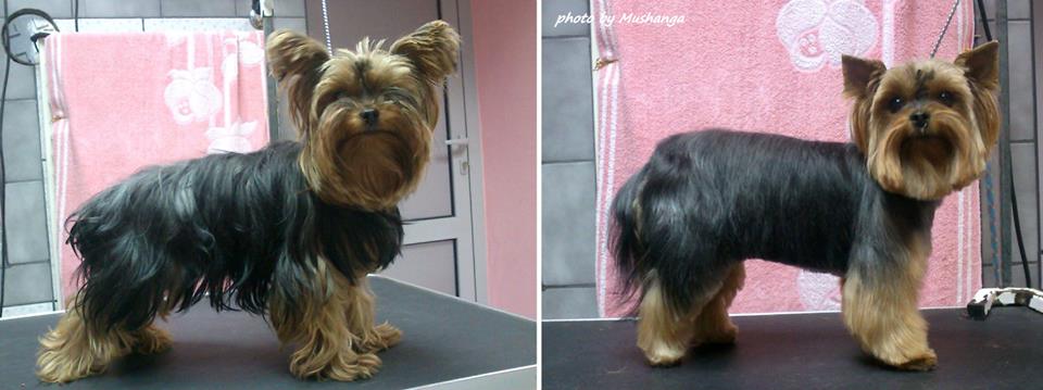 Yorkshire Terrier Strzyzenie Psow