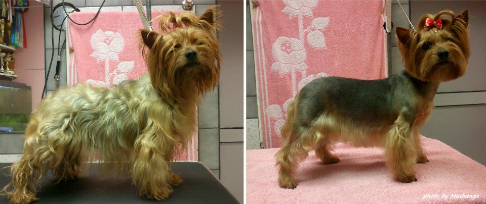 Yorkshire Terrier Strzyzenie Psow