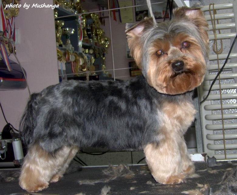 Yorkshire Terrier Strzyzenie Psow