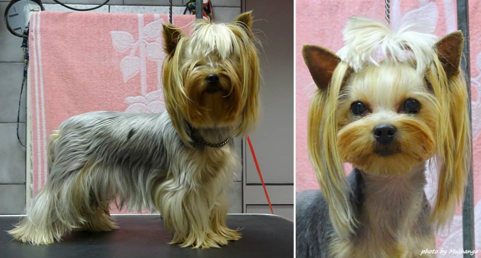 Yorkshire Terrier Strzyżenie Psów