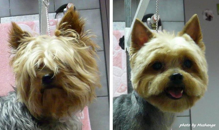 Yorkshire Terrier Strzyzenie Psow