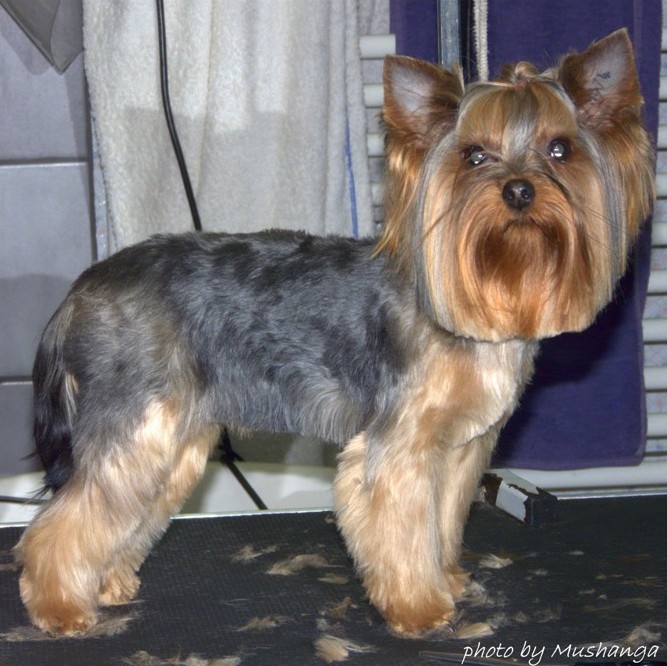 Yorkshire Terrier Strzyzenie Psow