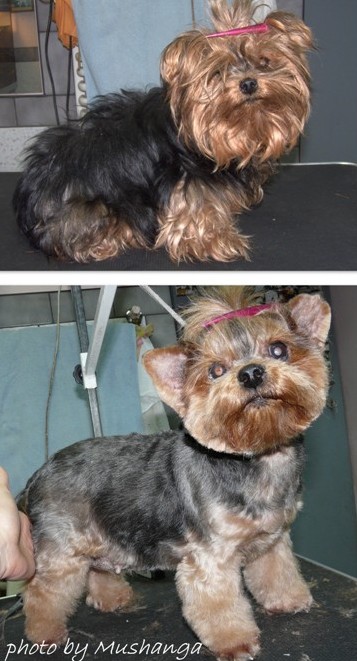 Yorkshire Terrier Strzyżenie Psów