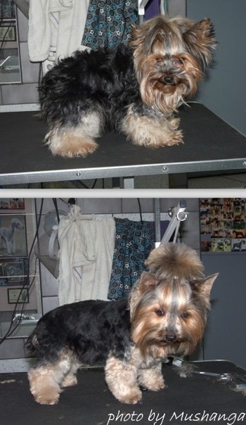 Yorkshire Terrier Strzyżenie Psów