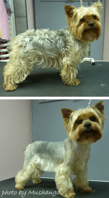 Yorkshire Terrier Strzyzenie Psow