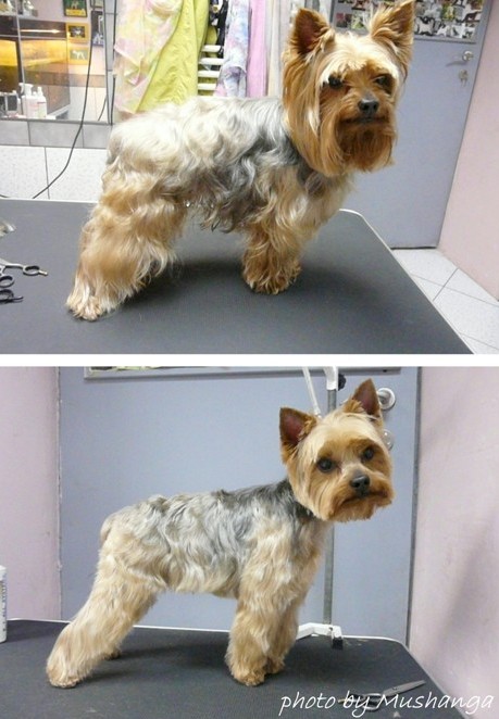 Yorkshire Terrier Strzyzenie Psow