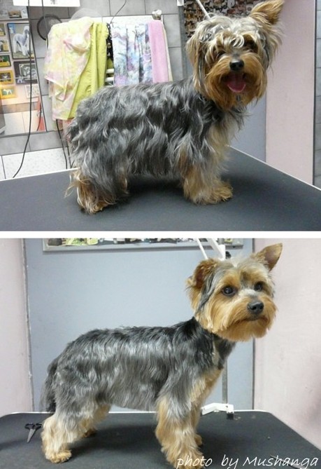 Yorkshire Terrier Strzyzenie Psow