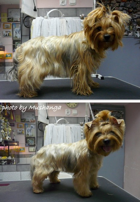 Yorkshire Terrier Strzyżenie Psów
