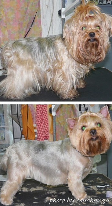 Yorkshire Terrier Strzyżenie Psów