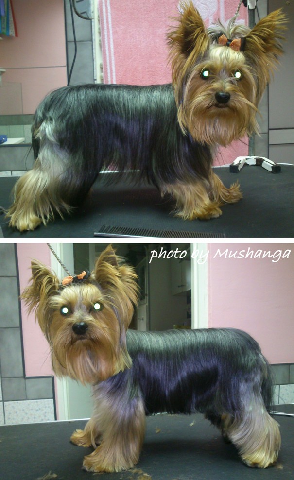 Yorkshire Terrier Strzyżenie Psów