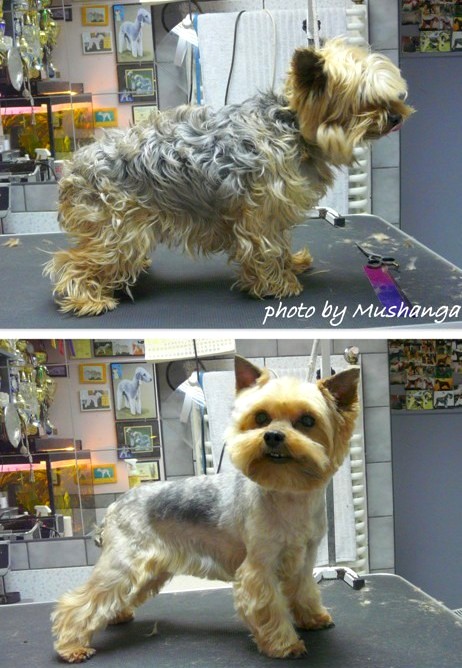 Yorkshire Terrier Strzyzenie Psow